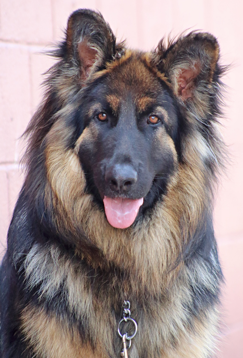 Long haired german hot sale shepherds for adoption